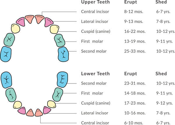 Baby Tooth Eruption Chart